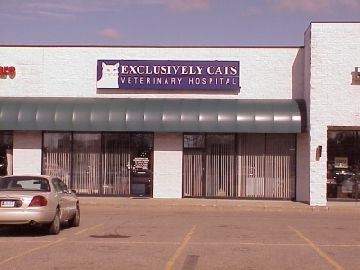 Exclusively deals cats vet